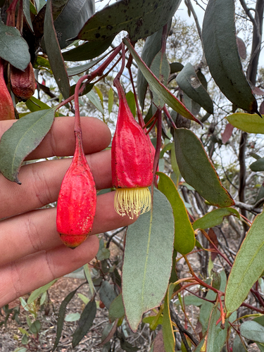 Flat-budded Fuchsia Gum (Eucalyptus forrestiana)
