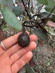 (c) Tyler Anthony, some rights reserved (CC BY) Eucalyptus forrestiana, photograph (c) Tyler Anthony, some rights reserved (CC BY)