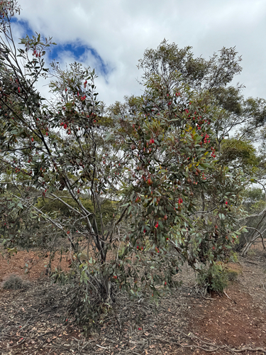 Eucalyptus forrestiana, photograph 4