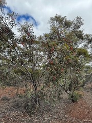 (c) Tyler Anthony, some rights reserved (CC BY) Eucalyptus forrestiana, photograph (c) Tyler Anthony, some rights reserved (CC BY)