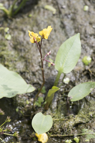 Greater Bladderwort (Utricularia vulgaris)