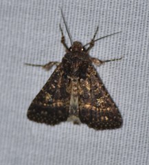 Condica albigera