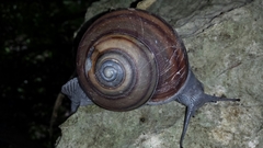 Kalidos griffithshauchleri