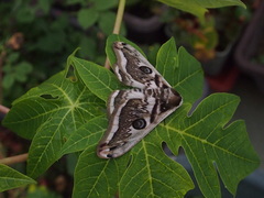 Saturnia pyretorum