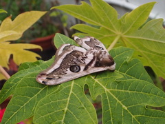 Saturnia pyretorum