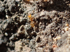 Solenopsis molesta