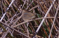 Argyrophenga janitae