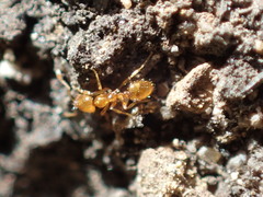 Solenopsis molesta
