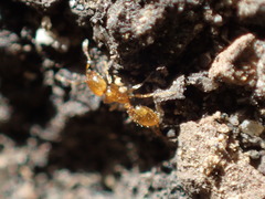 Solenopsis molesta