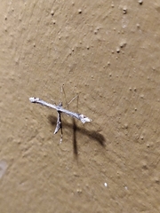 Anstenoptilia
