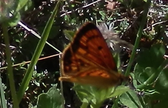 Lycaena salustius