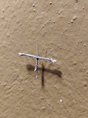 Anstenoptilia