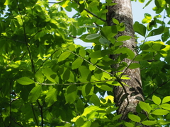 Fraxinus mandshurica