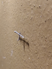 Anstenoptilia