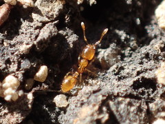 Solenopsis molesta