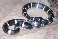 Tropidodipsas fasciata