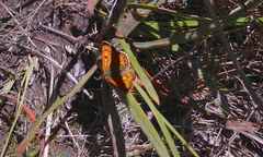 Lycaena salustius
