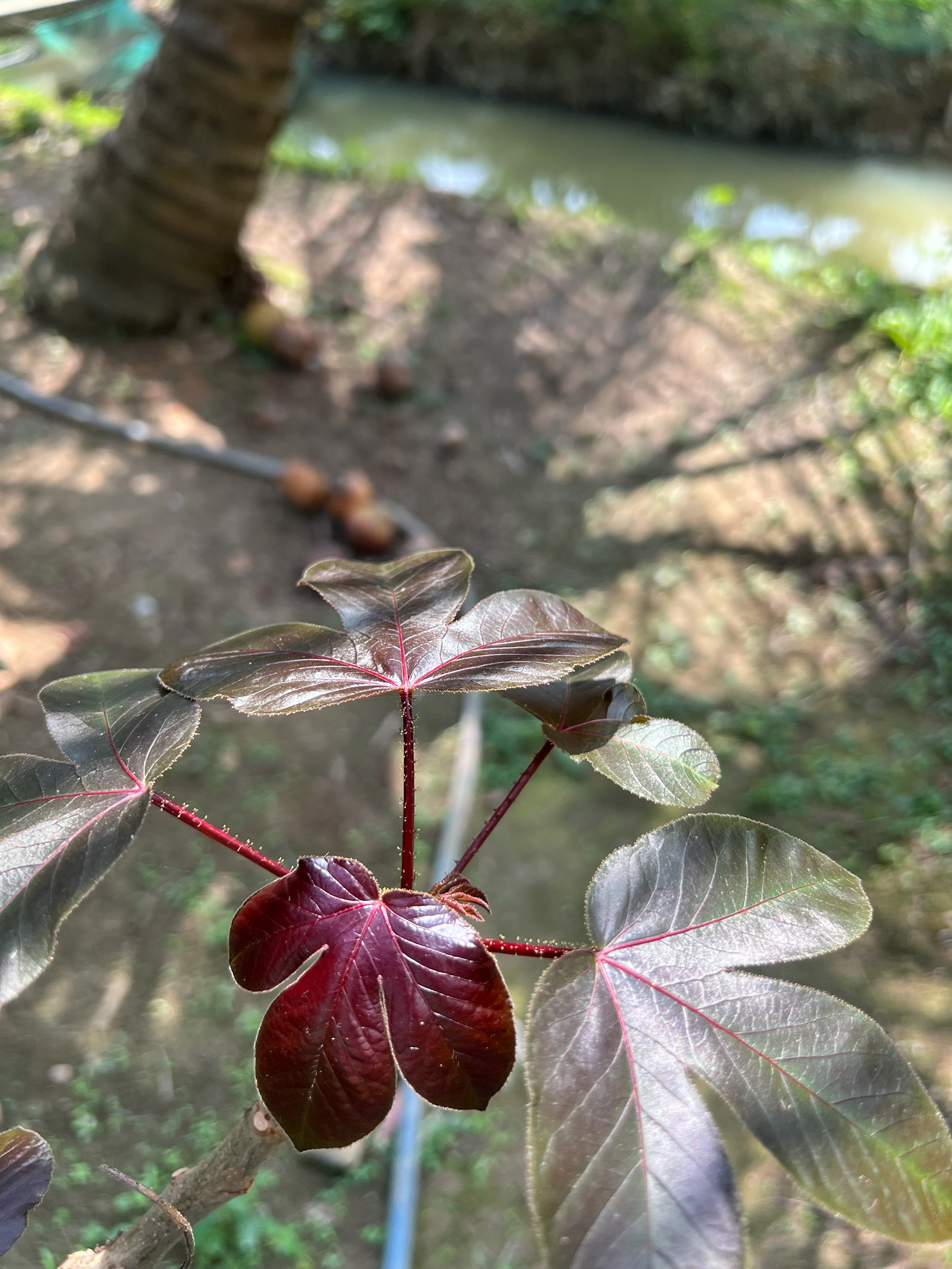 Jatropha gossypiifolia (Jatropha gossypiifolia)