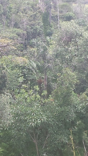 Dypsis oropedionis
