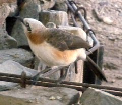 Turdoides gymnogenys