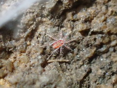 Erythracaridae