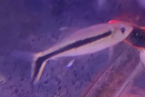 Blackline penguinfish (Thayeria boehlkei) — Characidae — 5