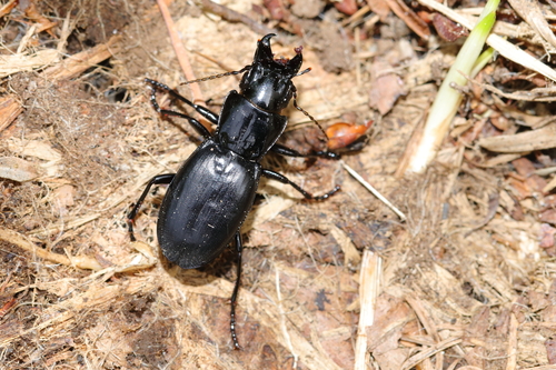 Percus grandicollis