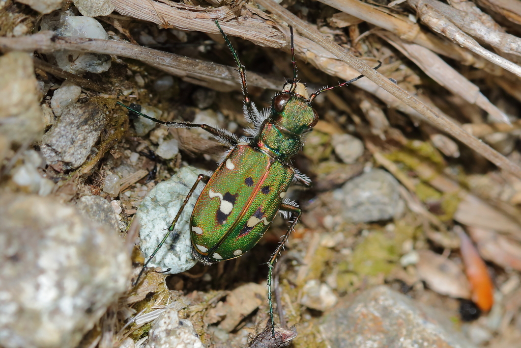Cicindela campestris nigrita