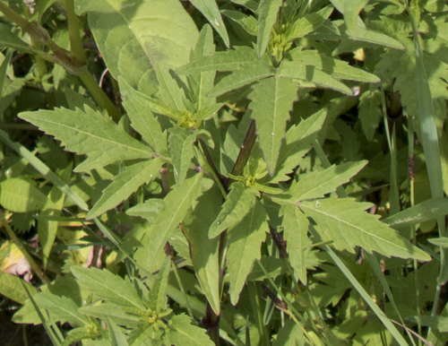 Threelobe Beggarticks (Bidens tripartita)