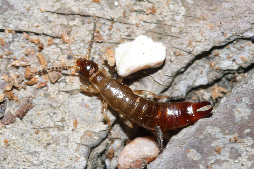 Ring-legged earwig