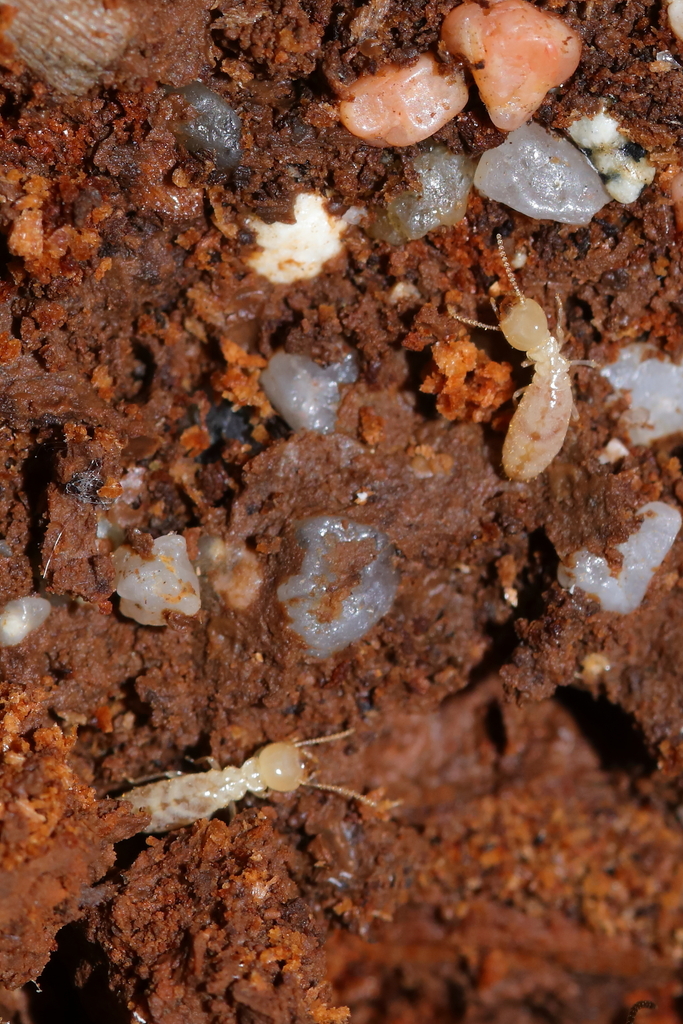 Mediterranean Termite