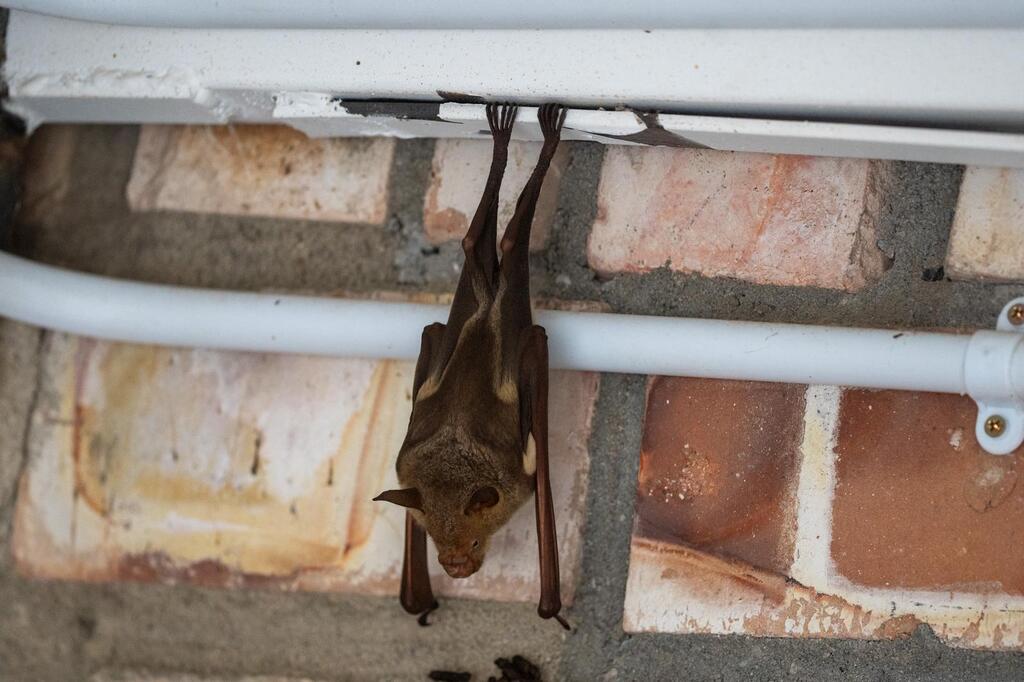 Striped Leaf-nosed Bat