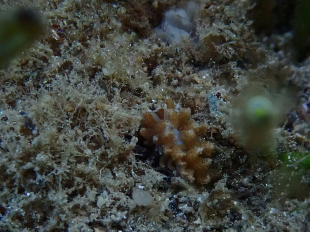 Beaded Soft Coral Eater
