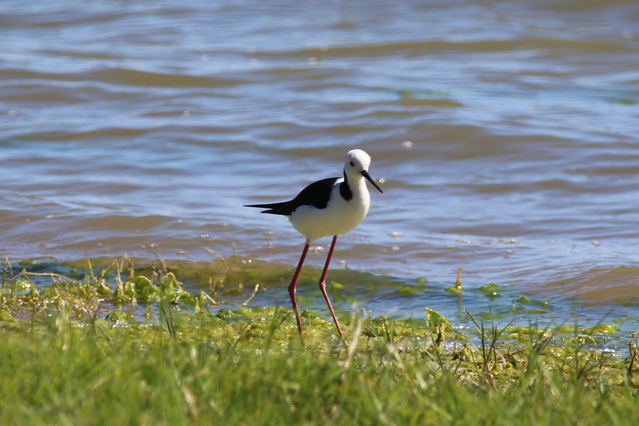 Pied Stilt