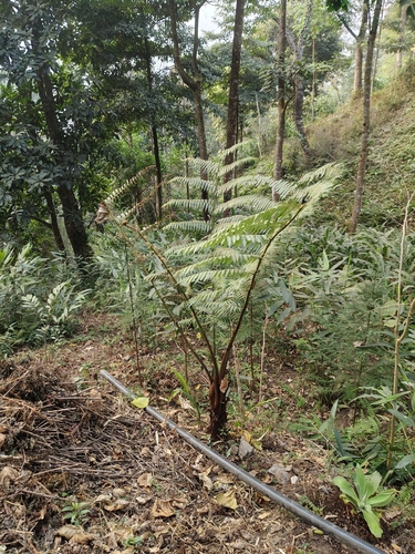 Cyathea spinulosa iNat (2)