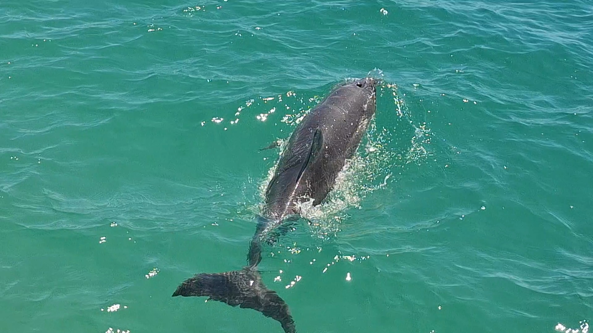 Tursiops aduncus