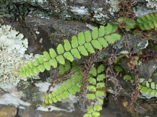 Torn Maidenhair Fern (Adiantum incisum)