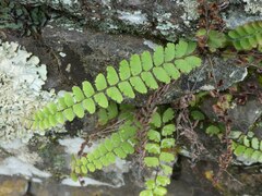 Adiantum incisum
