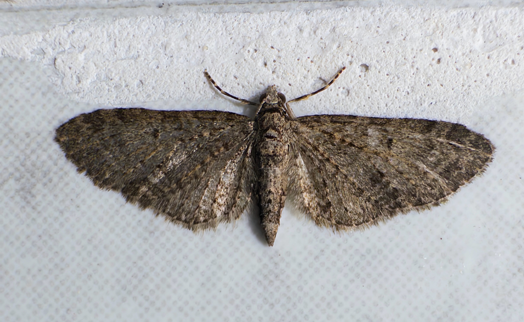 Eupithecia lentiscata