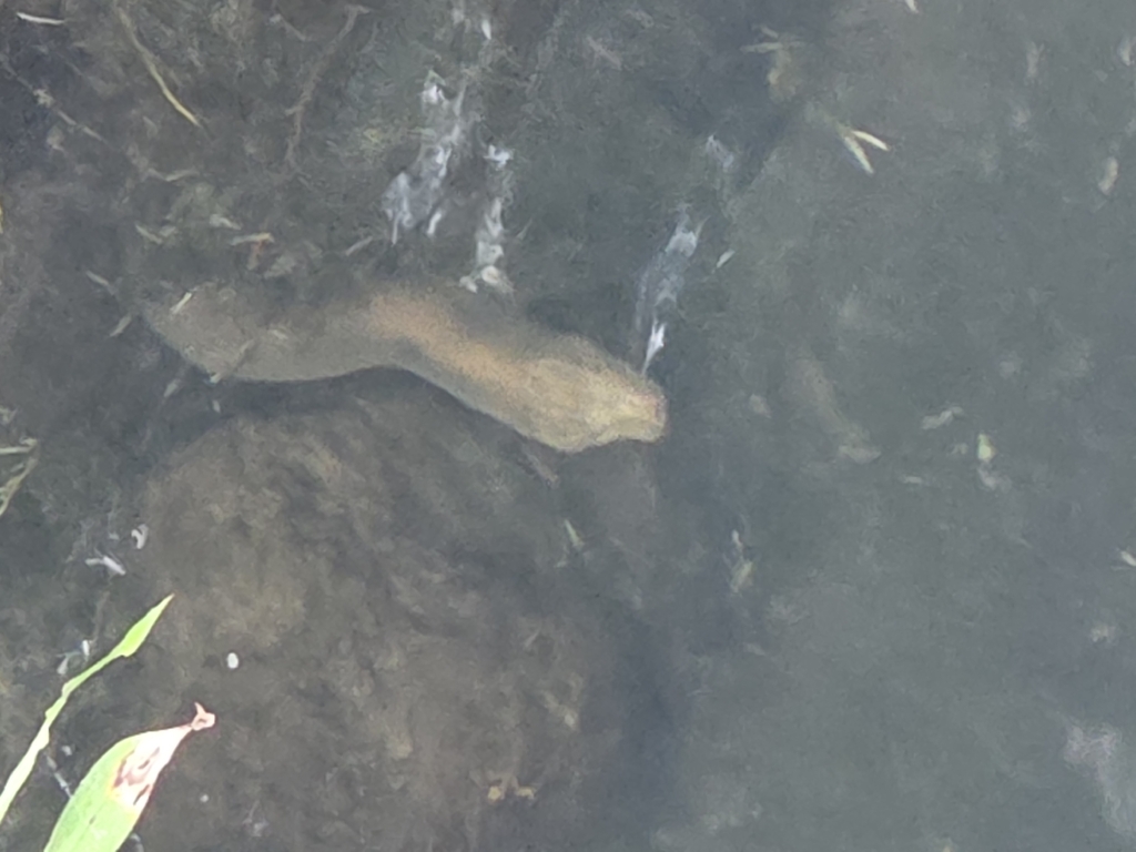 Australian Swamp Eel