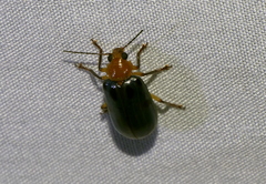 Exora obsoleta