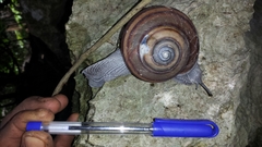 Kalidos griffithshauchleri