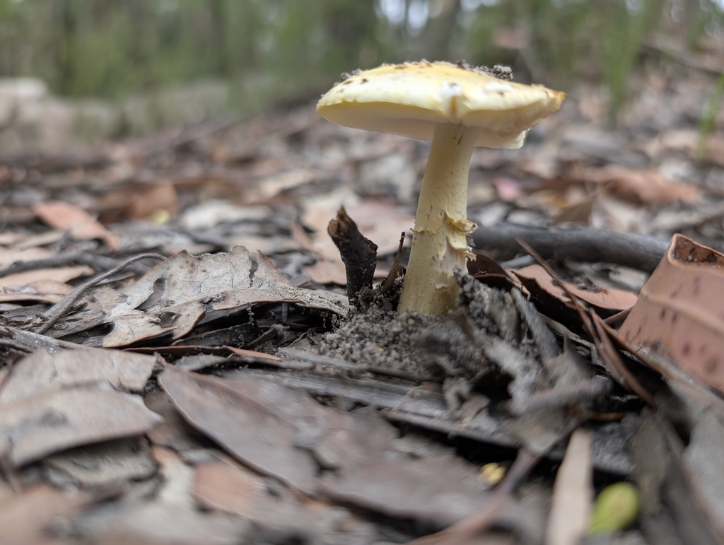 Amanita flavella