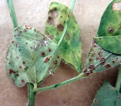 Uromyces anthyllidis