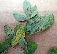 Uromyces anthyllidis