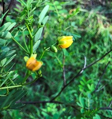 Senna acclinis