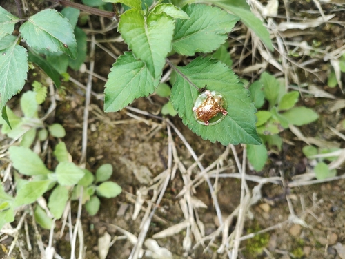 Golden Tortoise Beetle
