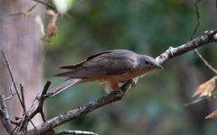 Brush Cuckoo photo 4