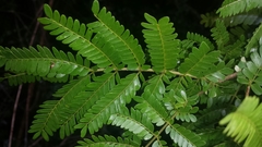 Macphersonia
