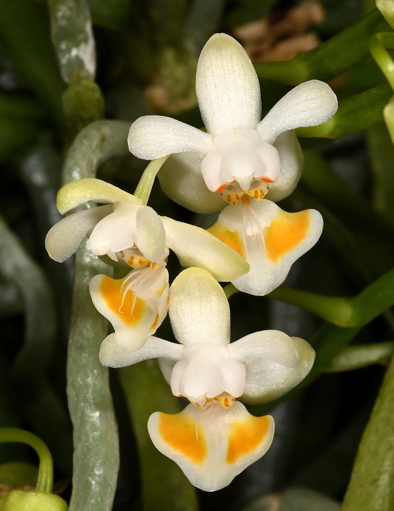 Phalaenopsis gibbosa (Phalaenopsis gibbosa)